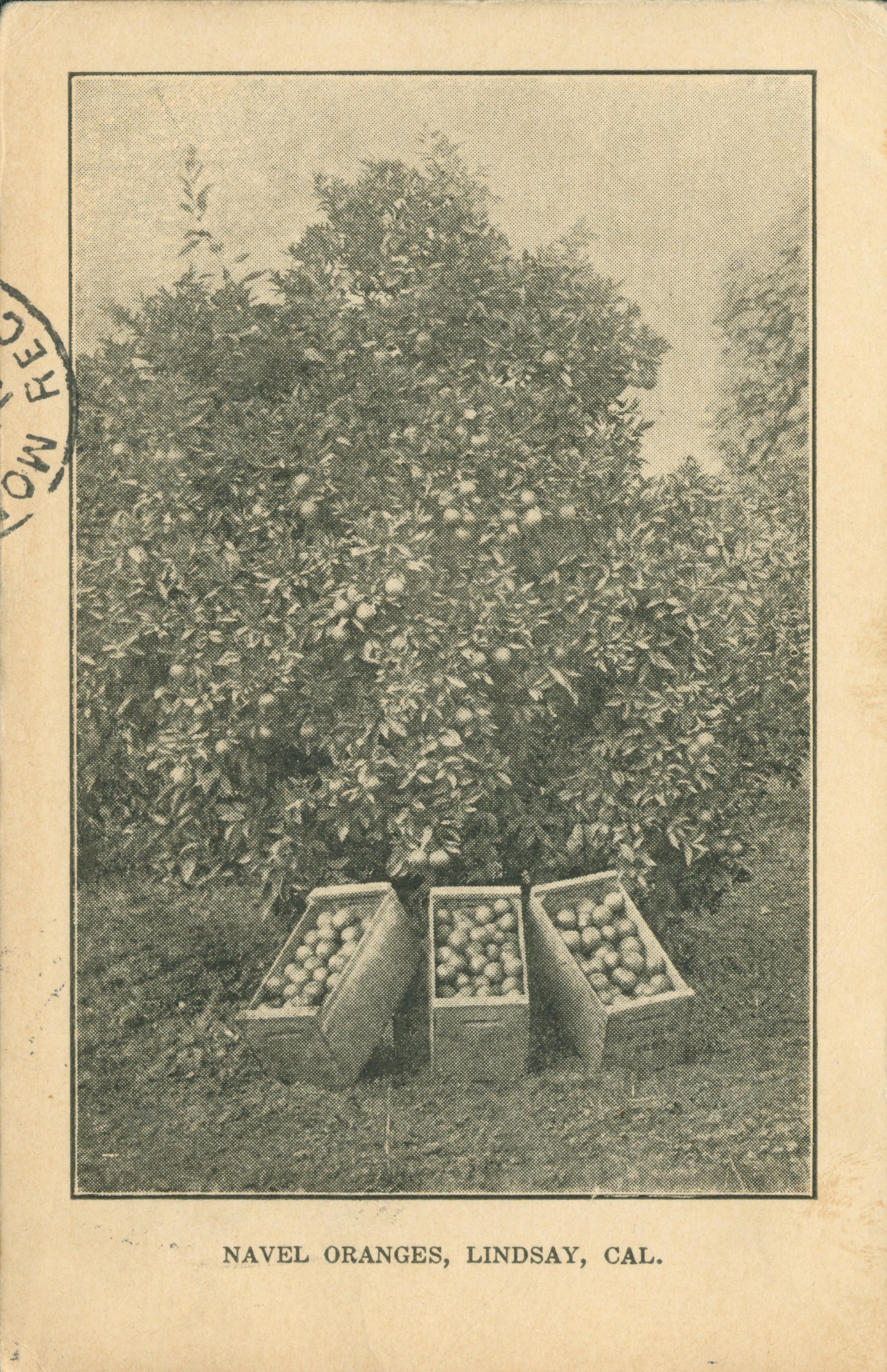 Shows an orange tree with three crates of oranges resting below it